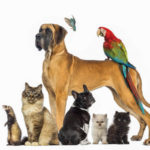Pet Parade