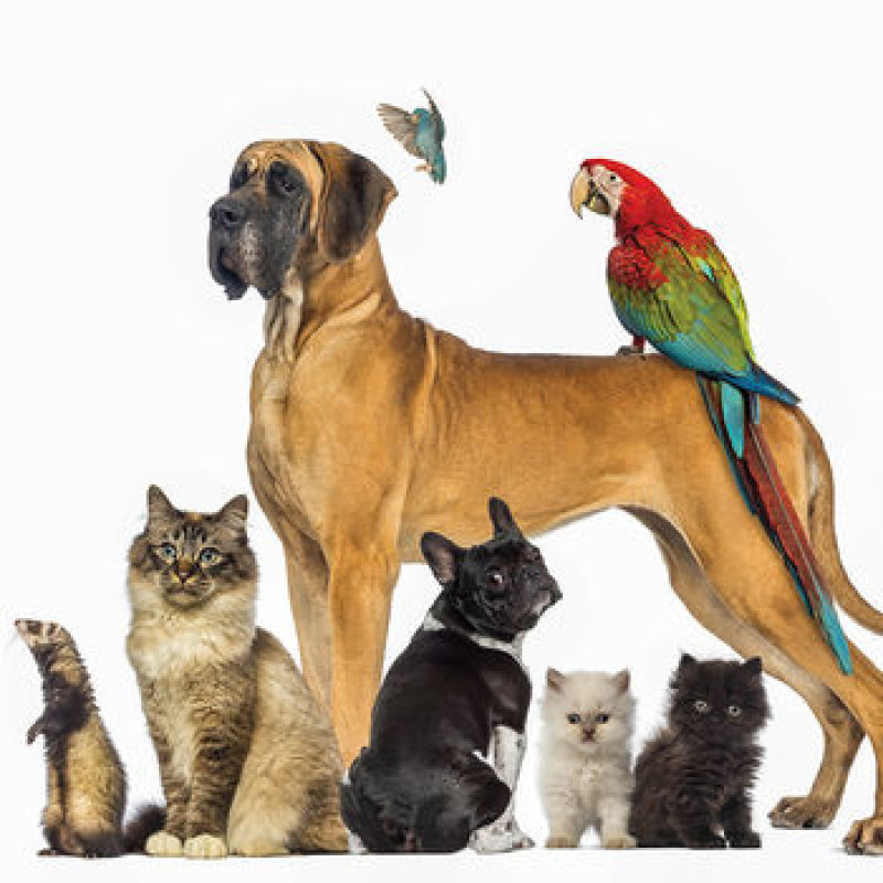 Pet Parade