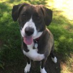 Cutest Pet Photo Contest