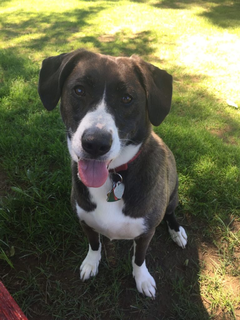 Cutest Pet Photo Contest